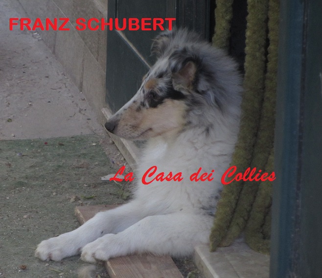 COLLIES FRANZ